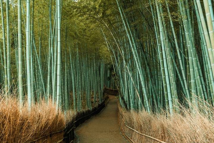 Japan & South Korea: From Tokyo to Seoul (Tokyo to Seoul, 2026) by Collette - Tokyo begins with temples, tea and a subway ride