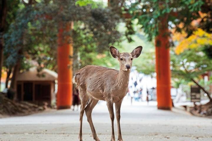 Japan to the World Expo (incl. flight) 10-Day Tour by MEIERS WELTREISEN - Expo day on Yumeshima
