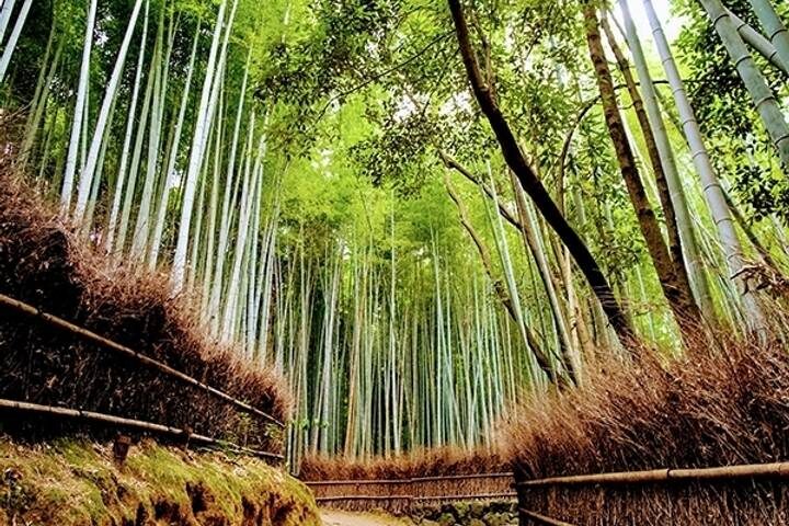 Japan World Heritage 13-Day Tour by MW Tours - Shinkansen to Takayama, then onward to Shirakawago
