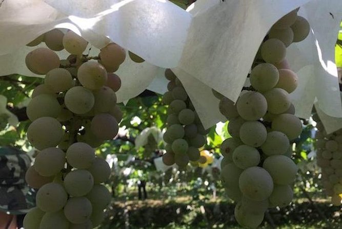 Japanese Cuisine Making Tour With Wine Experience by Yokohama Winery - Common Questions