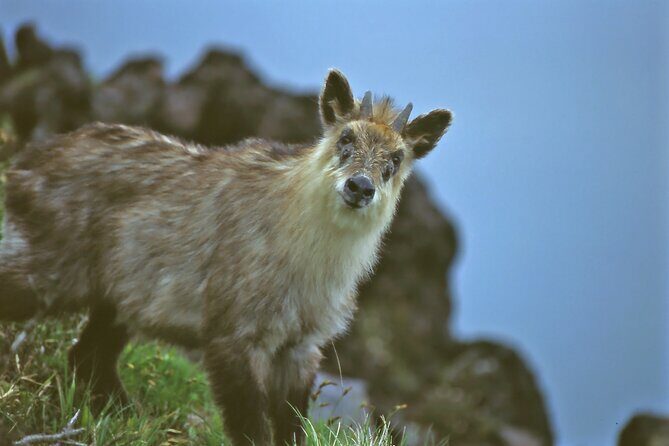 Japanese Serow Watching Tour - Discovering the Japanese Serow Watching Tour: An In-Depth Look