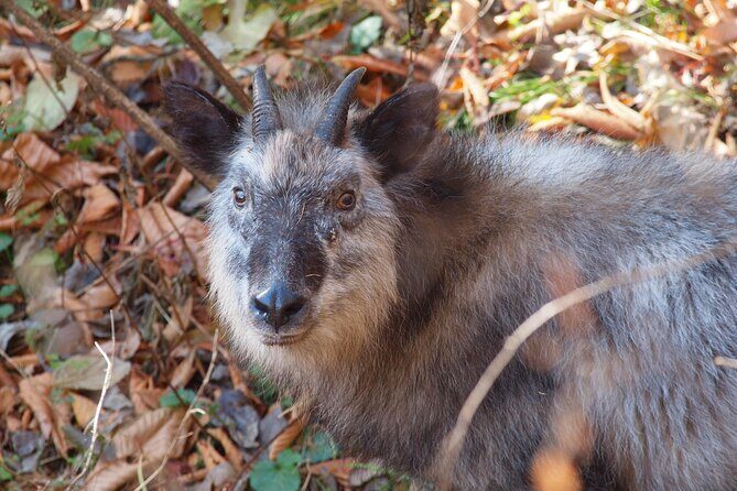 Japanese Serow Watching Tour - Exploring the Japanese Serow Watching Tour in Karuizawa