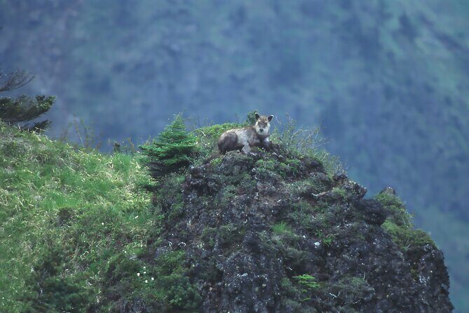 Japanese Serow Watching Tour - Good To Know