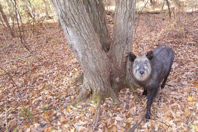 Japanese Serow Watching Tour - Who Should Consider This Tour?