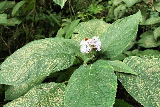 Japanese Sweets and Trekking Tour in Kamakura - Optional Indoor Alternatives in Case of Bad Weather
