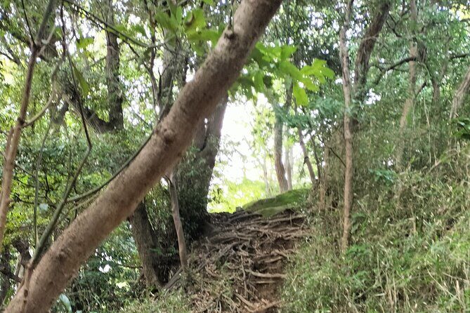 Japanese Sweets and Trekking Tour in Kamakura - Practical Details and Tips