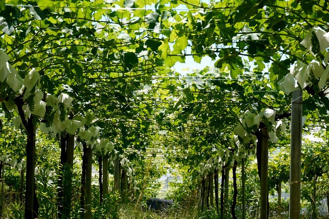 Japanese Wine and Onsen Tour Experience in Yamanashi Japan - Relaxing Onsen Experience