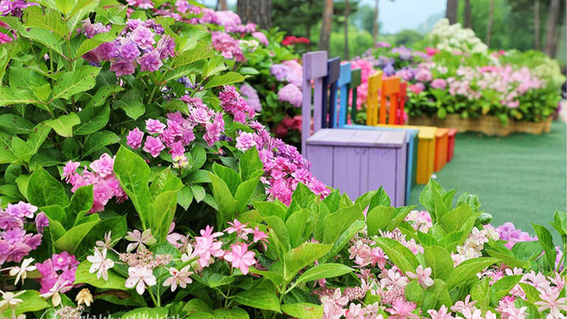 Jaraseom Flower Festa - Begonia Bird Garden Day Tour - Lunch in Gapyeong is on your own