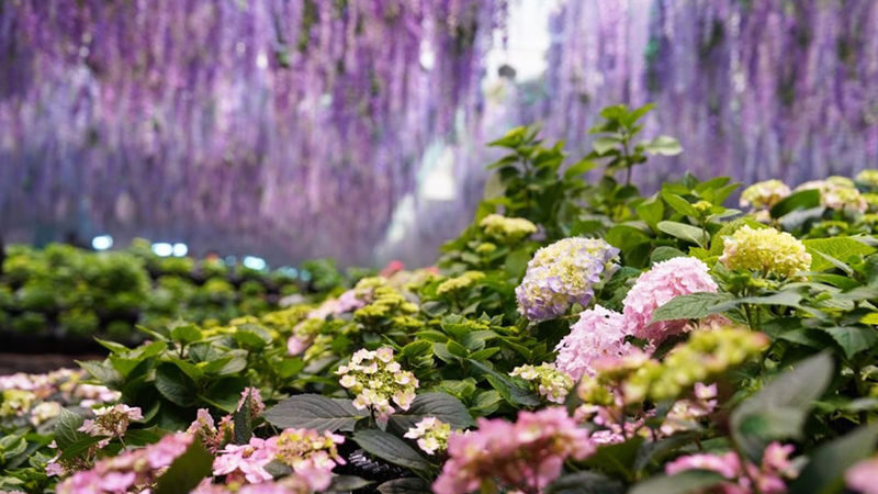 Jaraseom Flower Festa - Begonia Bird Garden Day Tour - Who will get the most from this trip