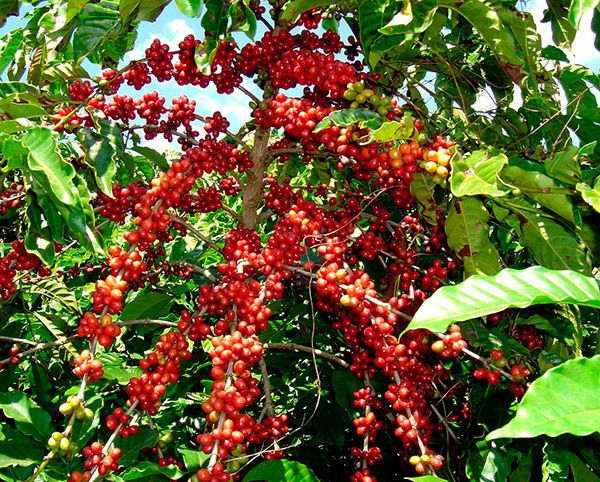 Jardin Coffee Lovers Private Tour - Inclusions and Accessibility Details