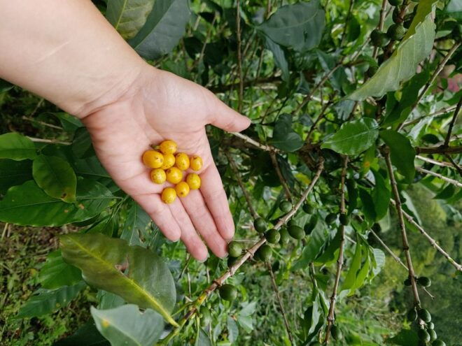 Jardin Coffee Lovers Private Tour - Coffee Villa Visit and Roastery Tour