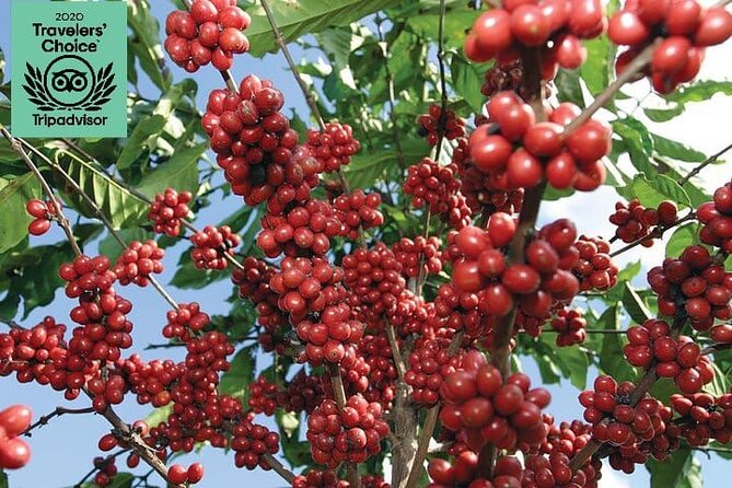 Jardín Coffee Lovers Private Tour With Waterfall Option From Medellín - Inclusions and Optional Upgrades