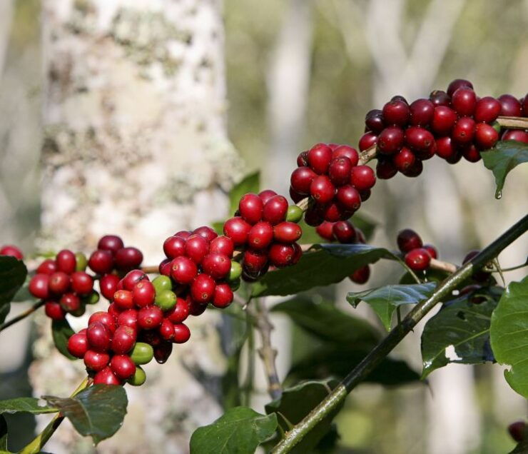 Jardín: Horseback Ride With Coffee Villa and Waterfall - Good To Know
