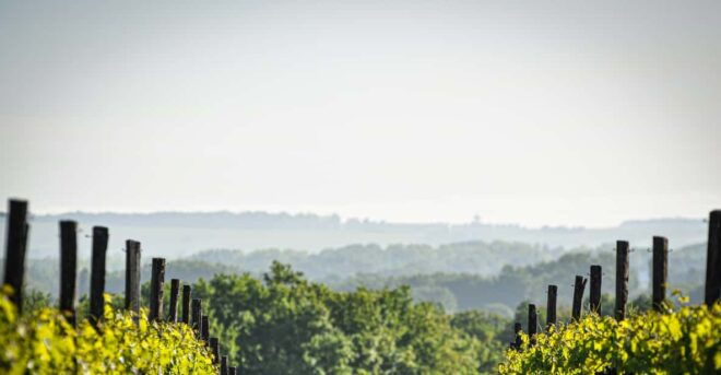 Jarnac-Champagne: Tour at Château Montifaud Cognac - Local Insights