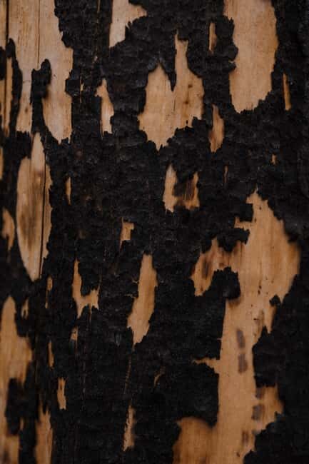 Jasper: Guided Wildfire Hike with Lunch - Good To Know