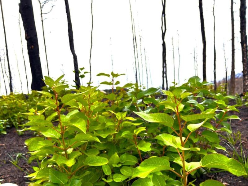 Jasper: Guided Wildfire Hike with Lunch - The Journey Through Jasper’s Burned Landscape