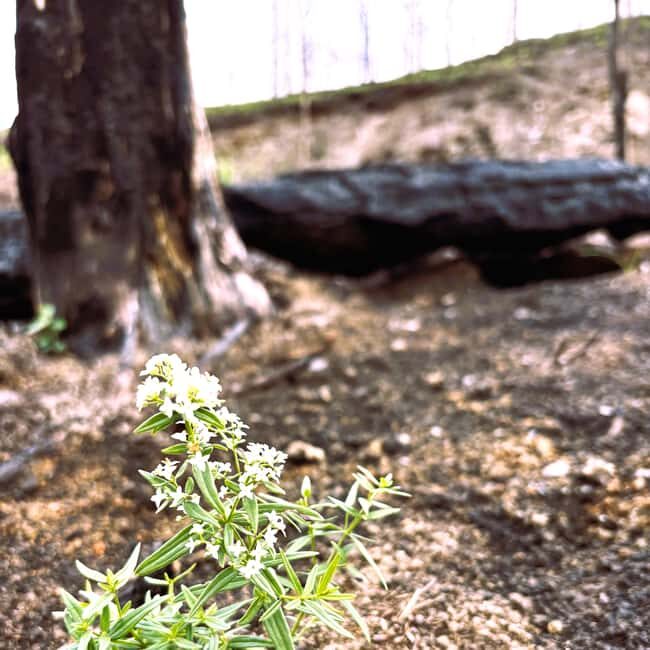 Jasper: Guided Wildfire Hike with Lunch - Final Thoughts