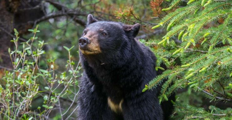 Jasper National Park: Evening or Morning Wildlife Watch Tour - Tour Overview