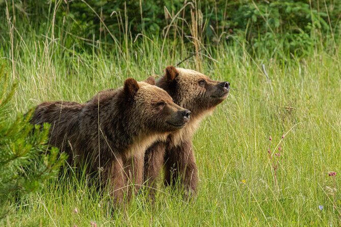 Jasper National Park Tour Maligne Valley, Medicine Lake with Walk - Analyzing the Itinerary: What to Expect
