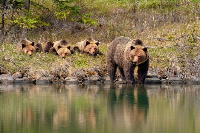 Jasper National Park Tour Maligne Valley, Medicine Lake with Walk - How Does This Tour Compare in Value?