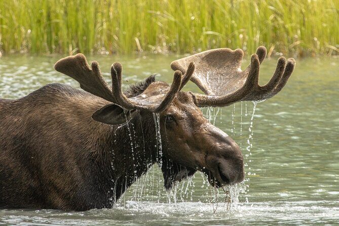 Jasper National Park Tour Maligne Valley, Medicine Lake with Walk - The Sum Up