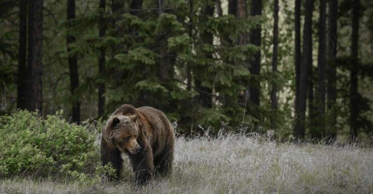 Jasper: Transfer to Banff/Lake Louise W/ Columbia Icefields - Booking Details