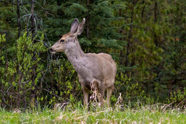 Jasper: Wildlife and Waterfalls Tour With Lakeshore Hike - Tour Overview
