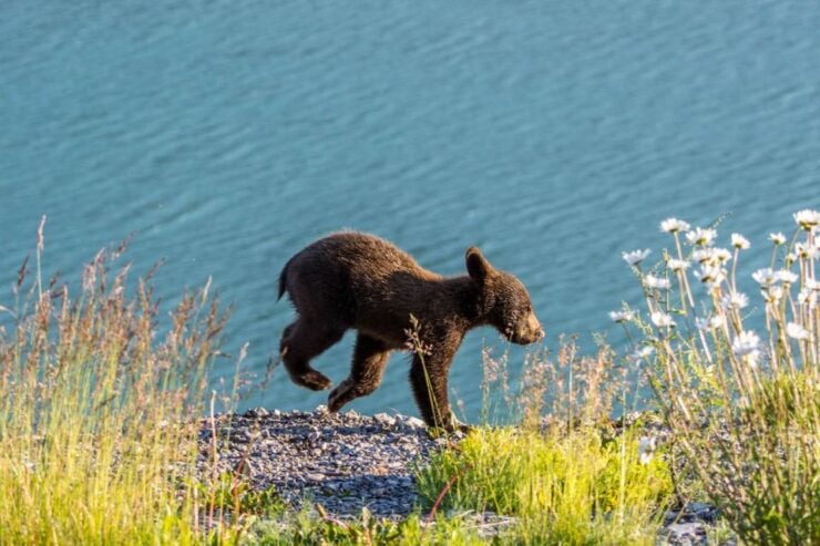 Jasper: Wildlife and Waterfalls Tour With Lakeshore Hike - Wildlife Sightings