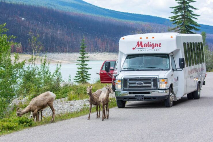 Jasper: Wildlife and Waterfalls Tour With Maligne Cruise - Tour Overview