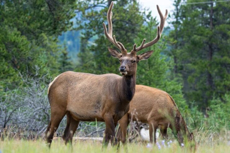 Jasper: Wildlife and Waterfalls Tour With Maligne Cruise - Activity Details