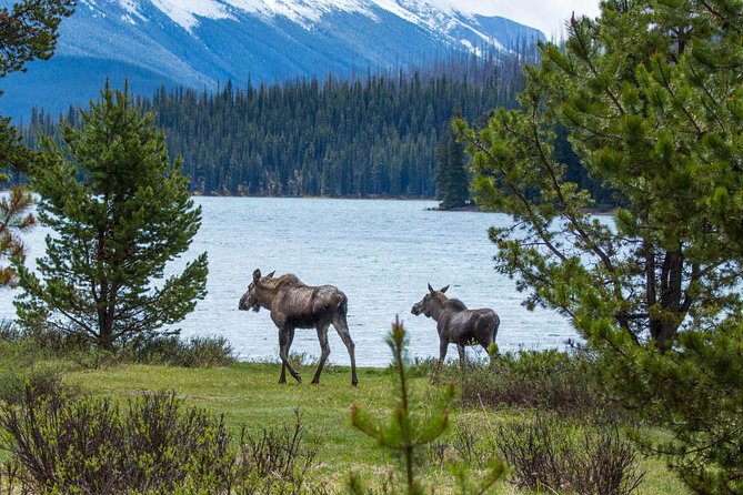 Jasper Wildlife and Waterfalls Tour With Maligne Lake Hike - Tour Details