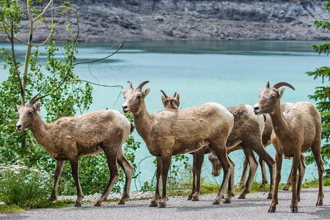 Jasper Wildlife and Waterfalls Tour With Maligne Lake Hike - Tour Guides
