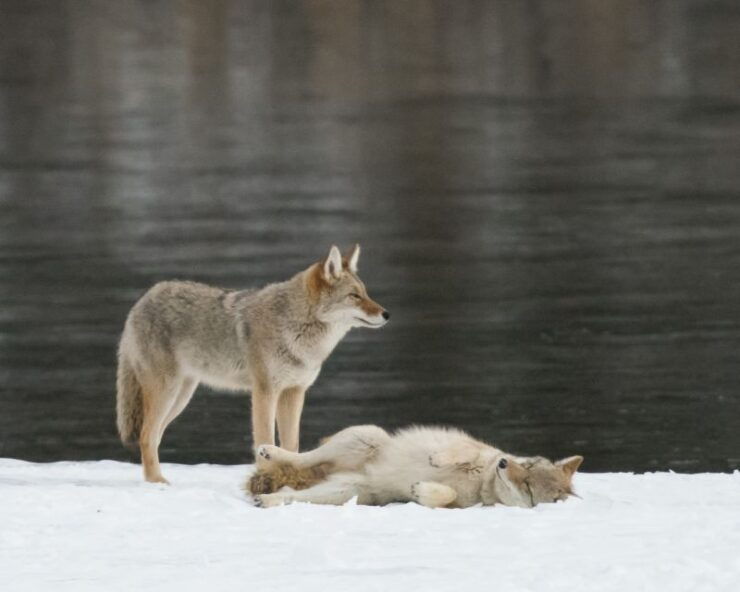 Jasper: Winter Wildlife Bus Tour in Jasper National Park - Tour Information