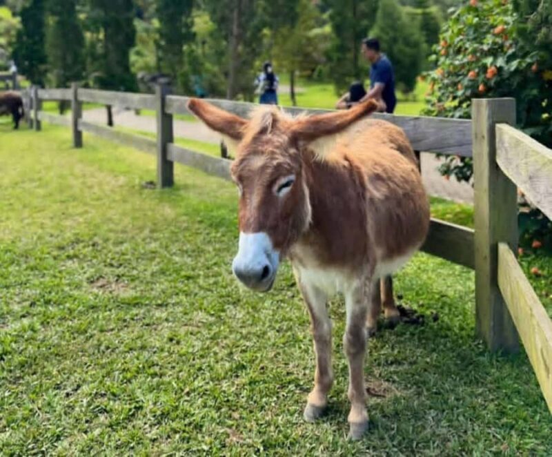 Jatiluwih Nature and Wellness Day Tour - Exploring the Details of the Jatiluwih Nature and Wellness Tour