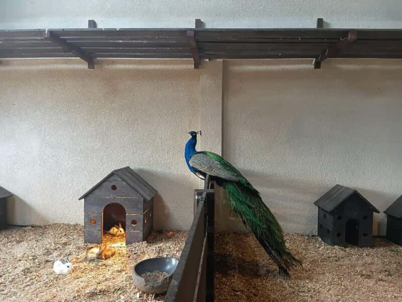 Jatiluwih Nature and Wellness Day Tour - Who is This Tour Best For?