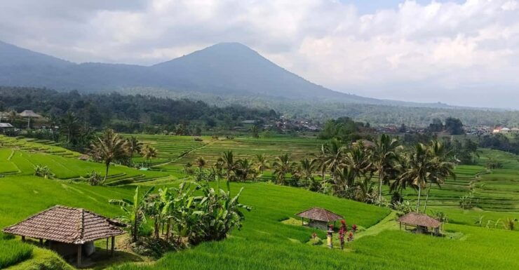 Jatiluwih Rice Fields Walking Tour and Natural Hot Spring - Experience Highlights