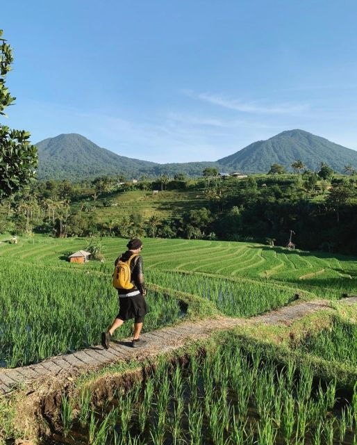 Jatiluwih Rice Terrace Mongky Forest and Baliswing West Tour - Tour Description