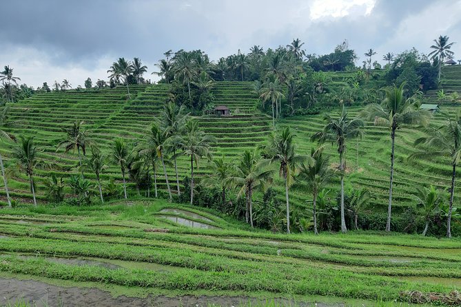 Jatiluwih Rice Terrace & Tanah Lot Tours - Cancellation Policy