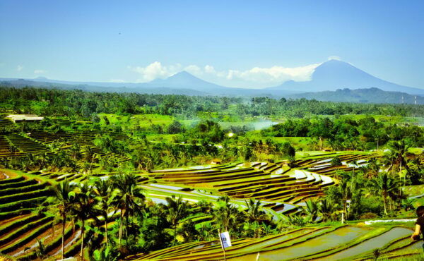 Jatiluwih VW Safari Bali Tour - Customer Feedback