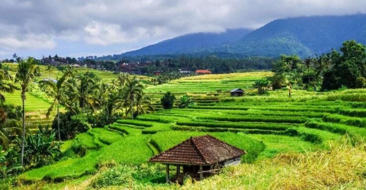 Jatiluwih's Rice Field Terraces: A Scenic Self-Guided Audio - Good To Know