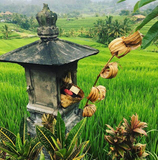 Jatiluwih's Rice Field Terraces: A Scenic Self-Guided Audio - Activity Details and Features