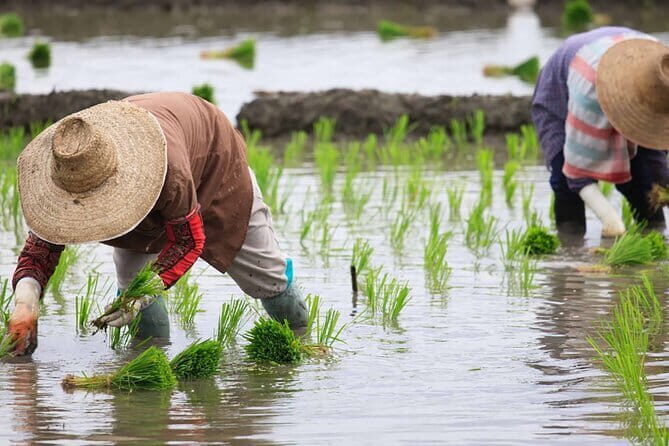 Jatiluwih's Rice Field Terraces: A Scenic Self-Guided Audio Tour - A Deep Dive into the Experience