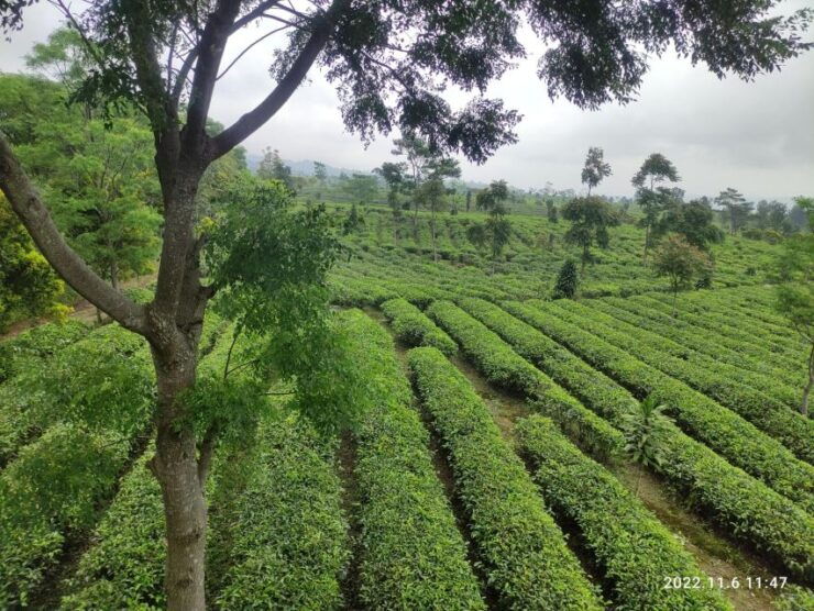 Java Classic Overland Tour - Tour Details