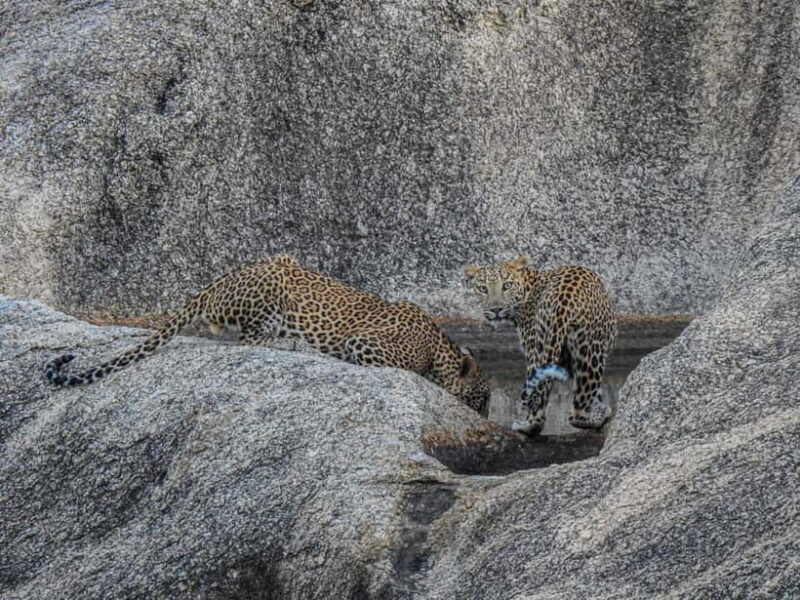 Jawai Leopard Gypsy Safari - The Location and its Unique Appeal
