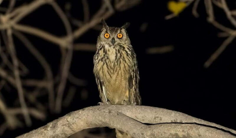 Jawai Leopard Safari 4x4 Gypsy Adventure with Guide - Good To Know