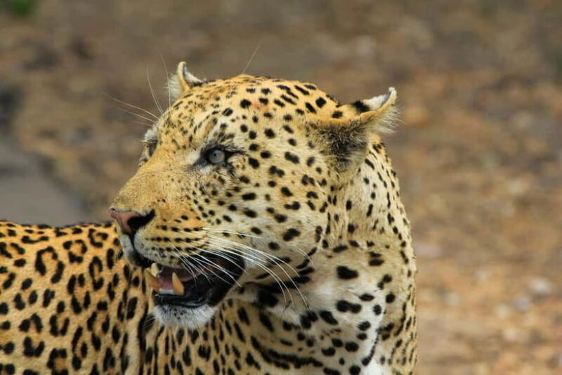 Jawai Leopard Safari 4x4 Gypsy Adventure with Guide - Practical Details and Value