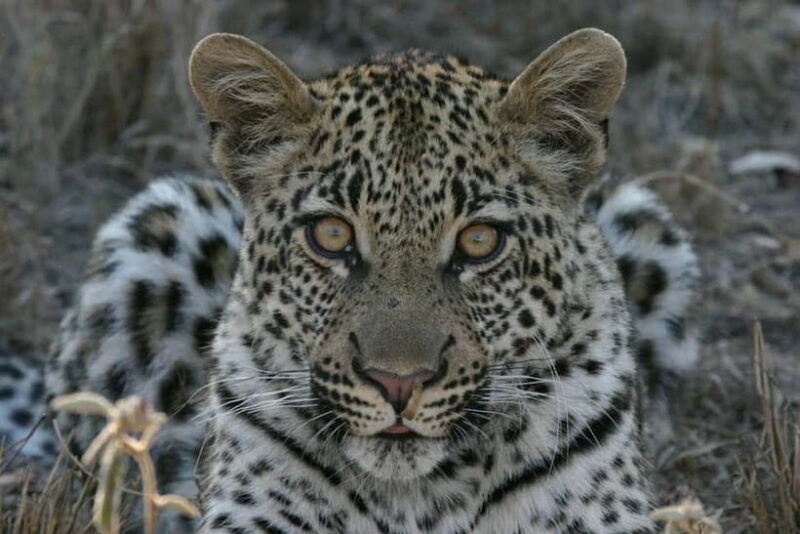 Jawai Leopard Safari 4x4 Gypsy Adventure with Guide - Who Will Love This Safari?