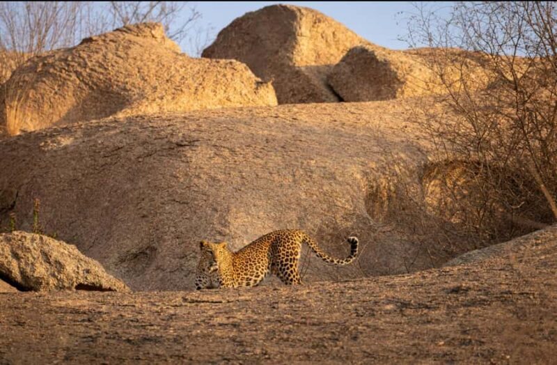 Jawai: Leopard Safari in Aravalli Hills - Good To Know: