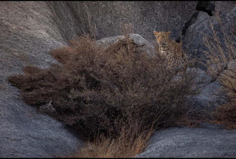 Jawai: Leopard Safari in Aravalli Hills - Exploring the Jawai Safari Experience