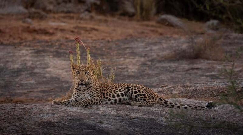 Jawai: Leopard Safari in Aravalli Hills - Who Will Love This Experience?